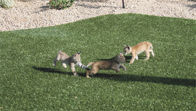 Bobcat cubs
